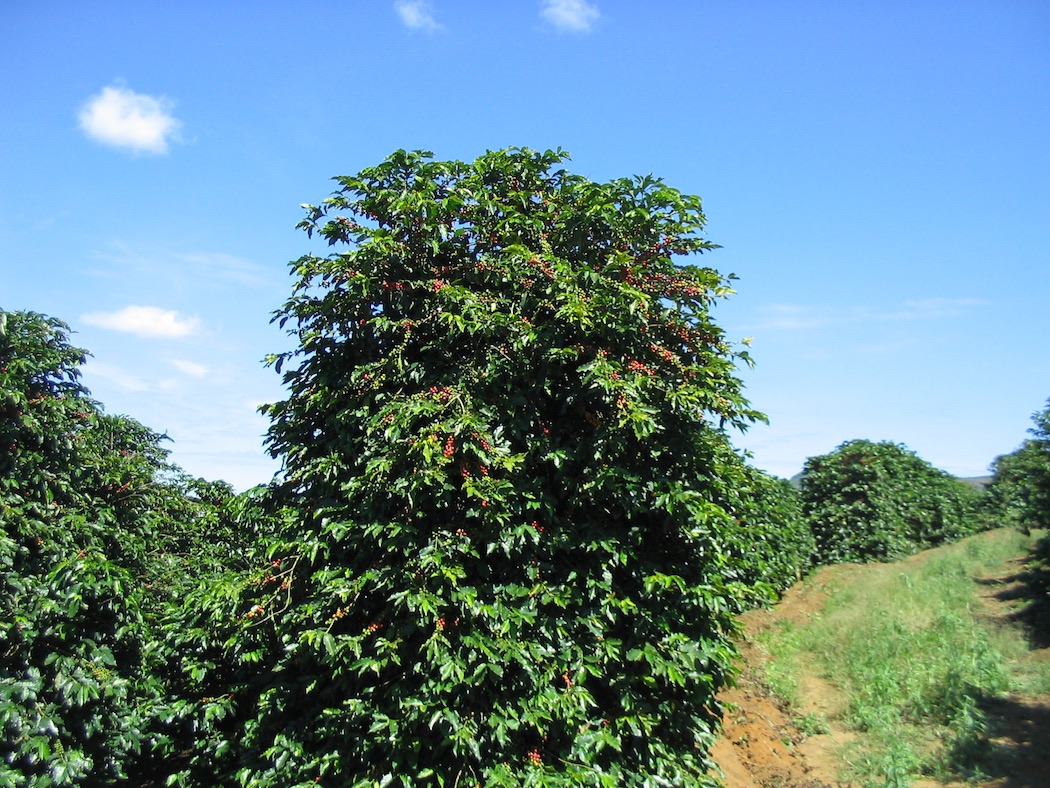 Robusta Coffee Tree