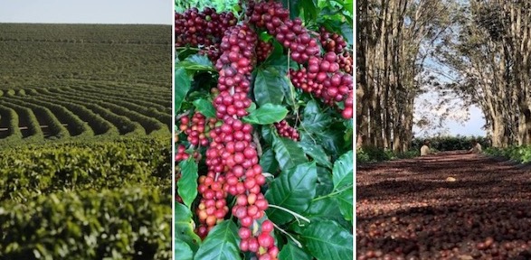 Brazil coffee