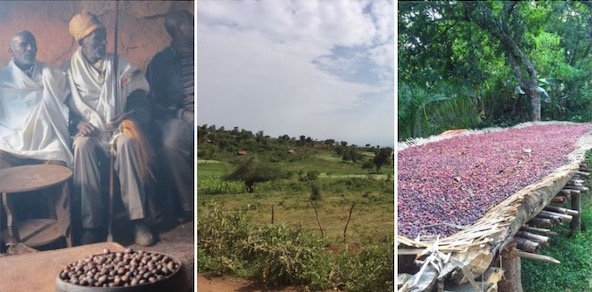 Coffee Ethiopia cherries selecting