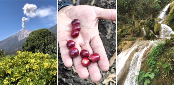 Coffee Guatemala