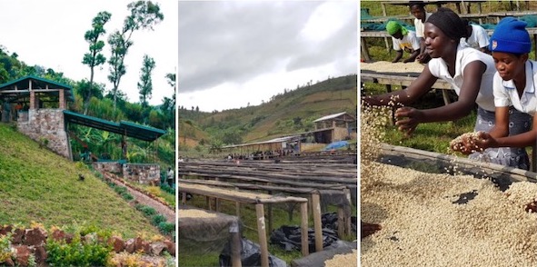 Coffee cherries drying